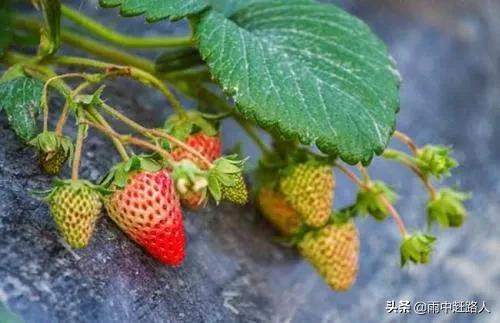 花卉草莓苗圃?花卉草莓苗圃图片!