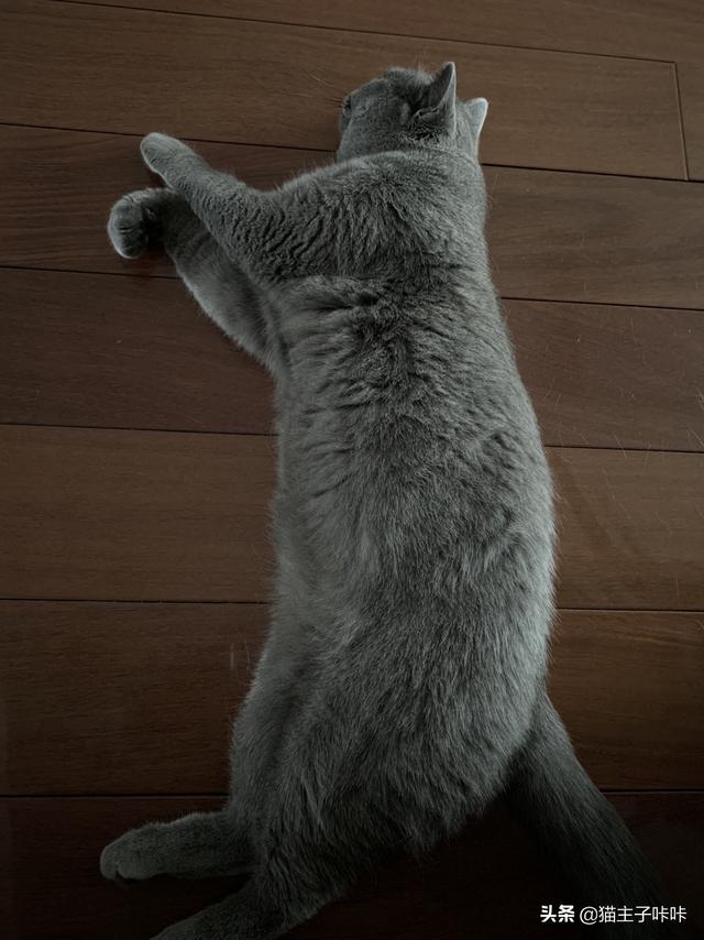 怎么样对待一只两个月的小猫，很淘气，总是扑,第1张