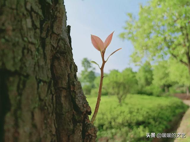 电视剧生活启示录，电视剧生活启示录免费全集在线观看