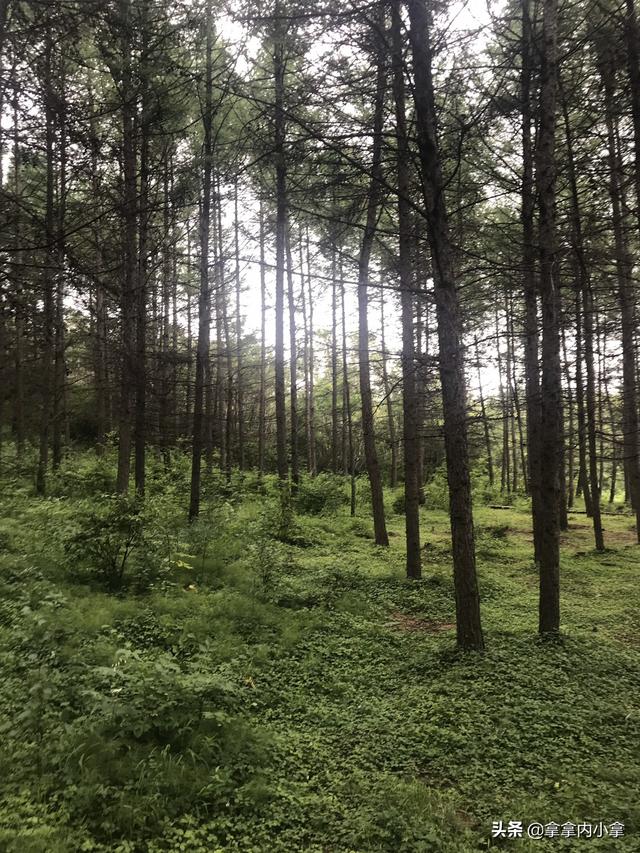 草原旅游穿搭儿童防晒， 草原旅游穿搭儿童防晒图片