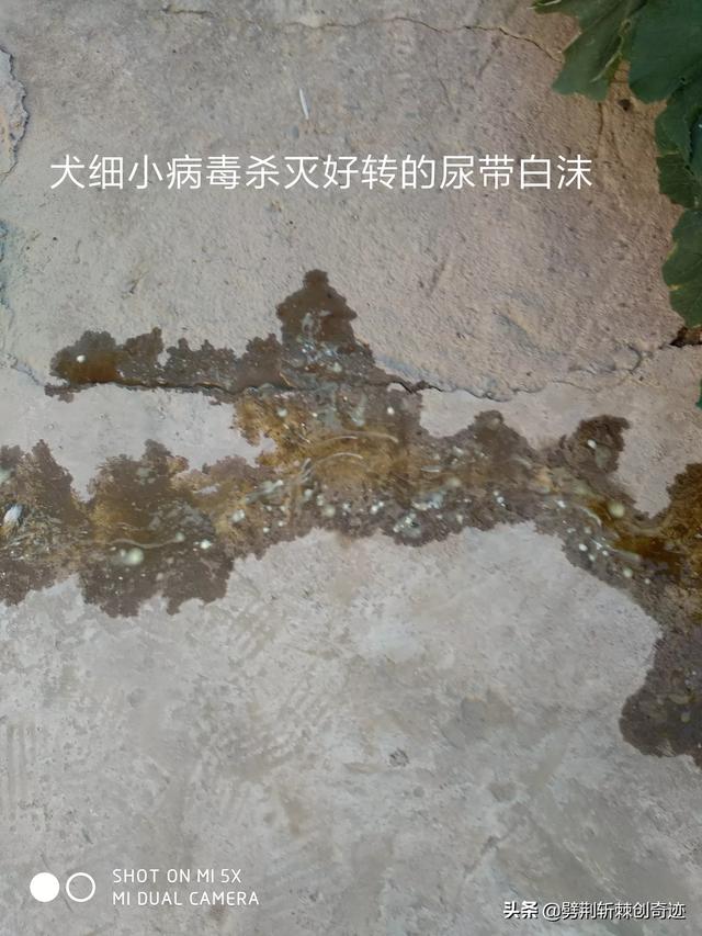 怎么区分狗狗是得了犬瘟热还是感冒,第4张