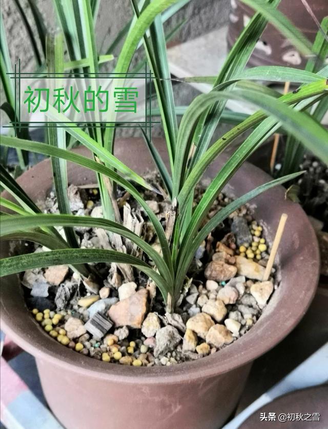 兰花要喂什么饲料才能长得更快而且开花？兰花要喂什么饲料才能长得更快而且开花呢