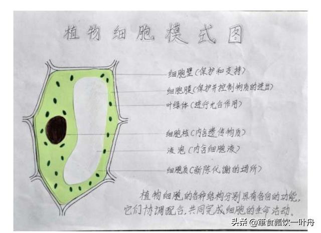 景观设计绿植手绘（低等植物细胞结构图手绘？）