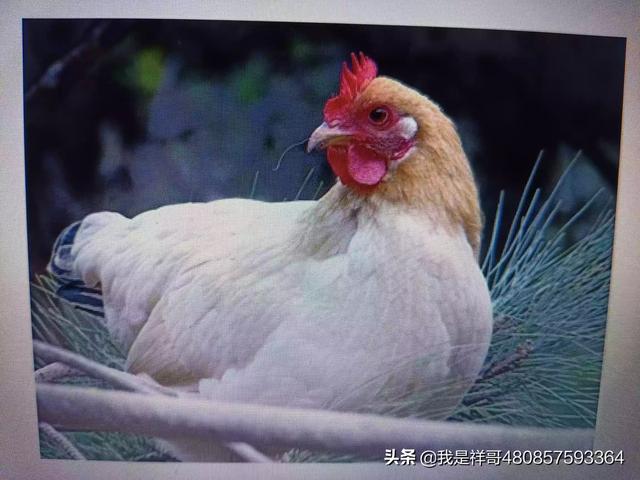 在线咨询，在线咨询律师
