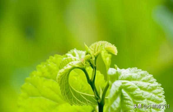 三月的雅称叫什么（三月的雅称叫什么名字）