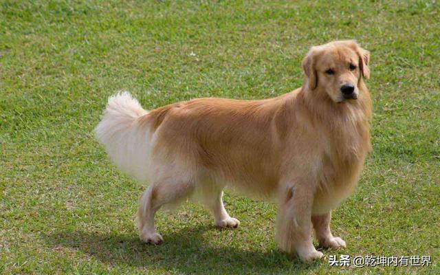 大型寵物狗品種大全?大型寵物狗品種大全及圖片!