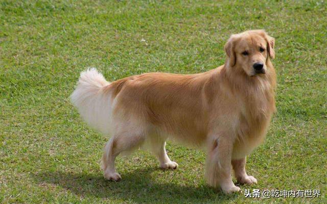 什么样的大型犬最好，最漂亮