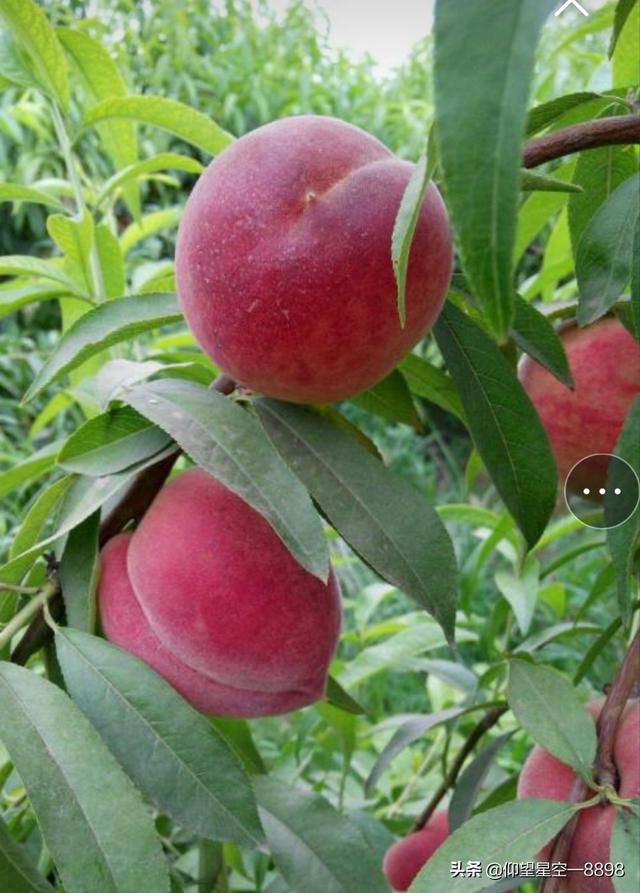 油桃和桃子的区别（油桃和桃子哪个营养价值更高）