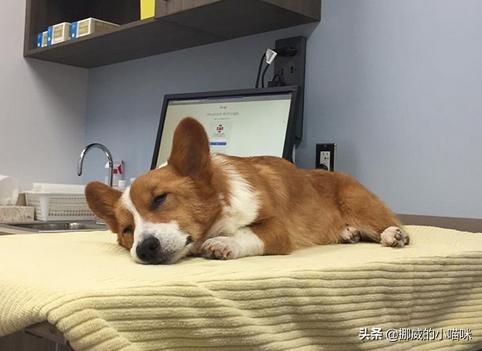 小狗總是拉稀怎么辦?小狗總是拉稀怎么辦啊!