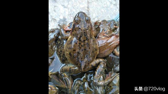 活林蛙保存60天方法_活林蛙存放最佳办法