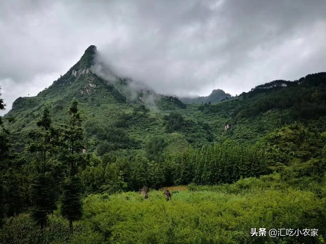 果园中种植药材视频讲解,种植药材方法