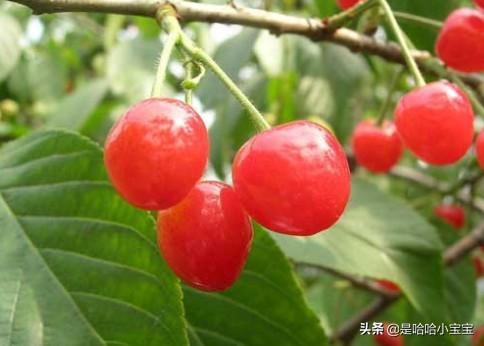 黑龙江能种车厘子吗？