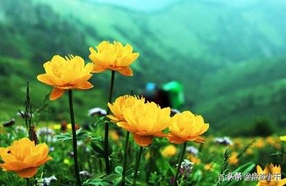 北京买花网站（北京网上买花）