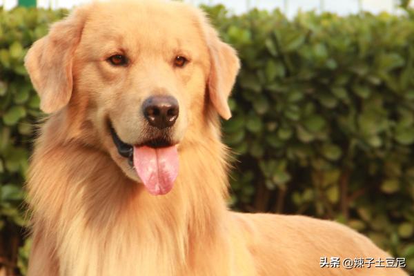 金毛犬怎么訓練?金毛犬怎么訓練大小便!