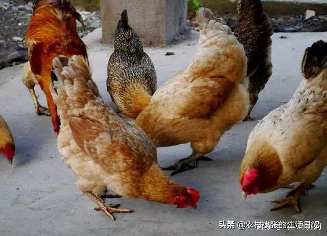 养殖技术知识大全图片 豚鼠养殖技术的基本知识？