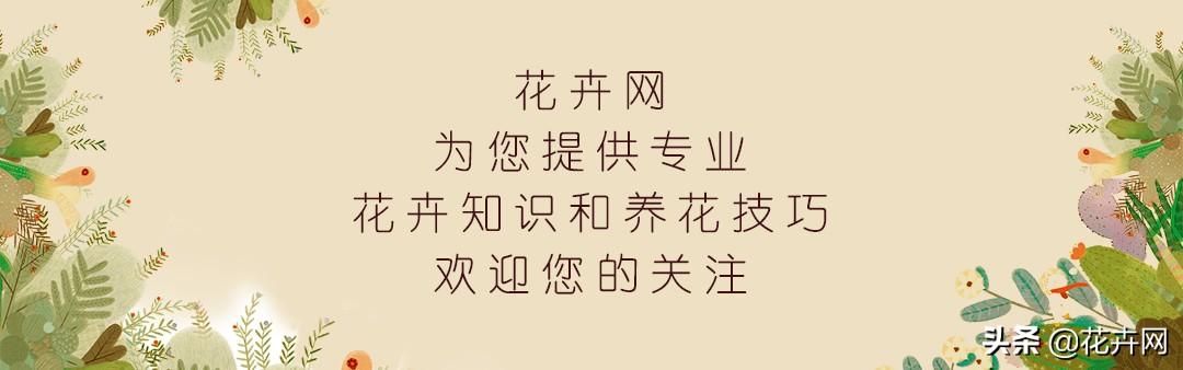 冬天搬进室内的花卉? 冬天搬进室内的花卉有哪些!