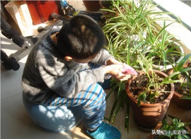 花卉种植形式 浇水的原因