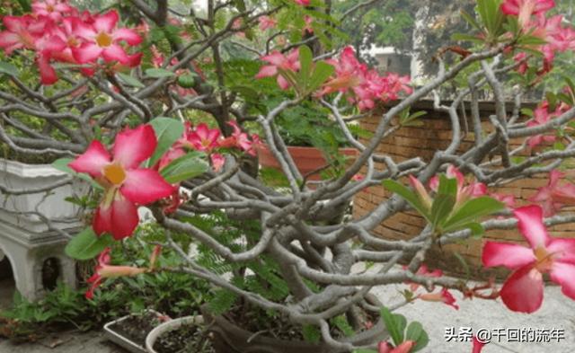 沙漠玫瑰的修剪方法图（沙漠玫瑰的修剪方法和注意事项）