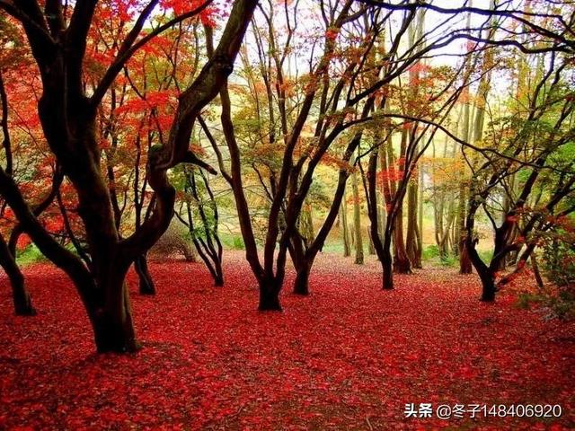 宝鸡秋天旅游景点大全， 宝鸡秋天旅游景点大全图片