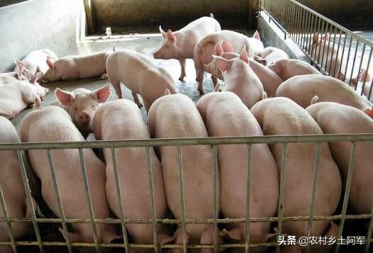高脂饲料变质-高脂饲料变质会有巴氏杆菌吗