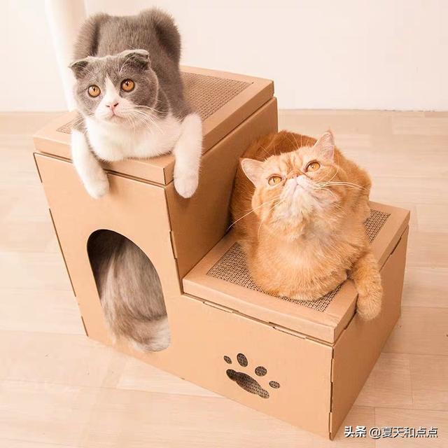 猫不听话该不该扔,第3张