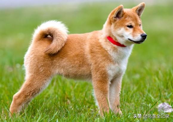 什么狗最忠誠?什么狗最忠誠護主又好養又聰明!