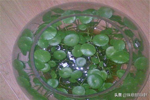 铜钱草如何搭配土壤好呢(图3)