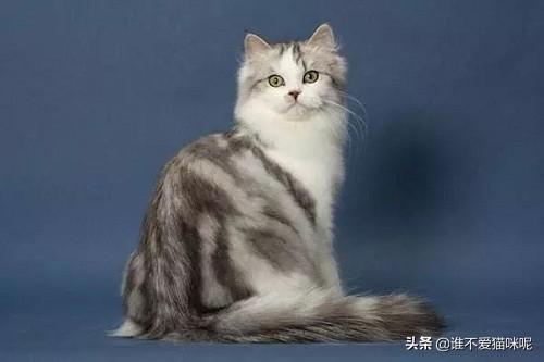 猫咪视频app在线网页 猫咪视频软件在线看片-第1张图片-随然AIR主题