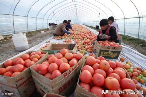 北方大棚蔬菜种植技术，北方大棚蔬菜种植技术视频