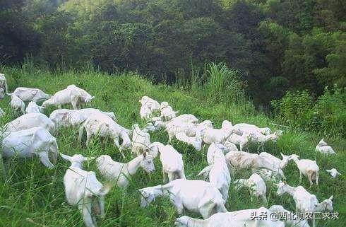 养殖黑山羊的销路-养殖黑山羊的销路怎么样