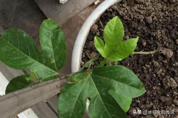 阳台百香果种植多大盆,阳台百香果种植多大盆合适