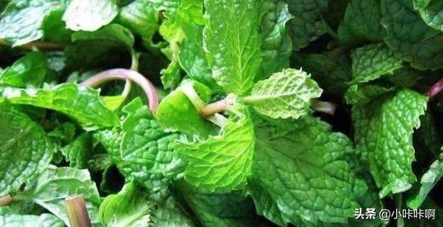 薄荷的花语和寓意是什么（薄荷花的花语及代表意义）