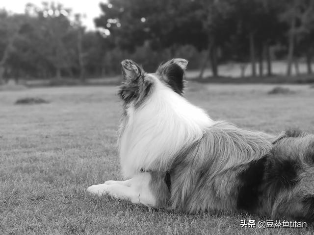 邊境牧羊犬圖片?金邊邊境牧羊犬圖片!