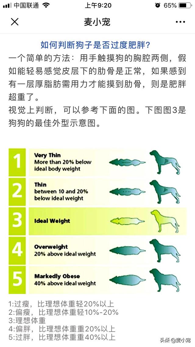 哪些宠物需要减肥药物呢