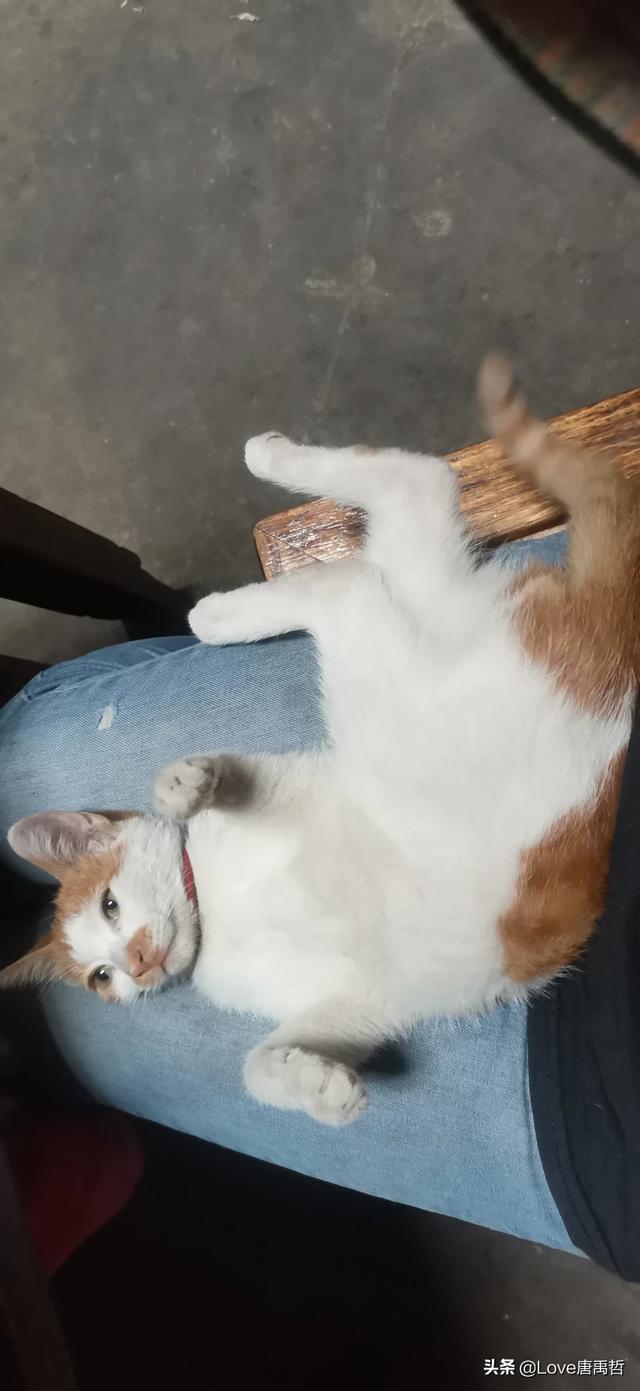 如果不喂猫粮，可以给猫猫做点什么吃
