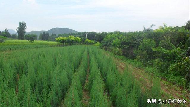 园林植物施肥的目的-园林植物施肥的目的是什么