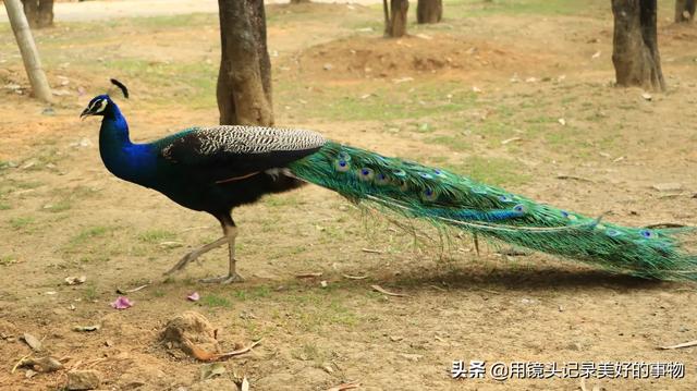 春节期间去哪个国家旅游好-春节期间去哪个国家旅游好一点