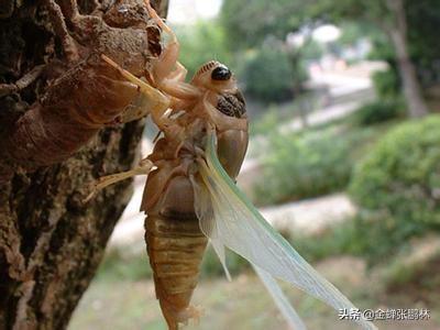 室外花园适合什么水槽种植,室外花园适合什么水槽种植植物