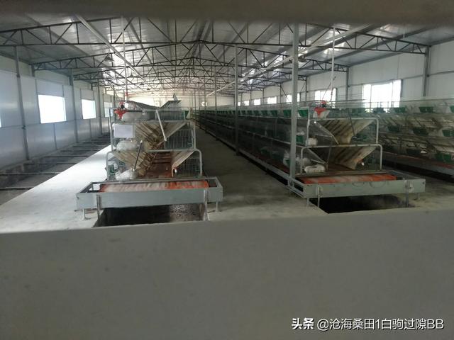 鹅肠工厂脚踩挤粪鹅肠工厂脚踩挤粪视频