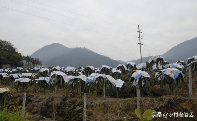 花卉大棚冬天怎么过冬? 花卉大棚冬天怎么过冬的!