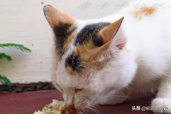 家里养的猫老是想出去怎么办？白天房里很闷猫会有事吗？