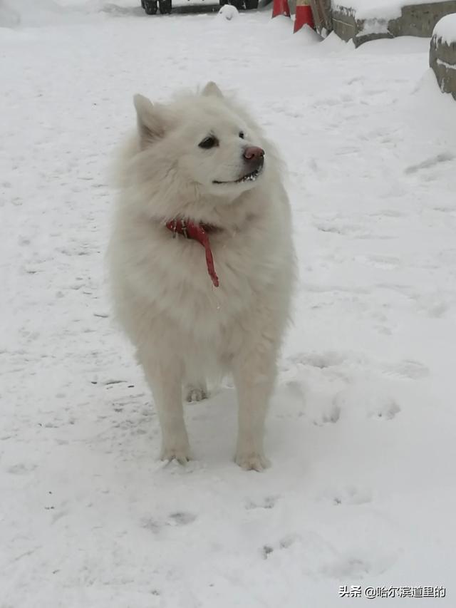 哈尔滨下雪必去的景点(图2)