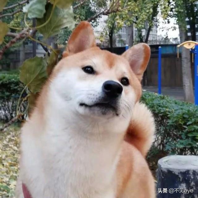 2020最火表情包动图_2020最火表情包动图抖音