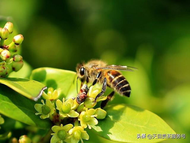 特种昆虫养殖网-特种昆虫养殖网站有哪些