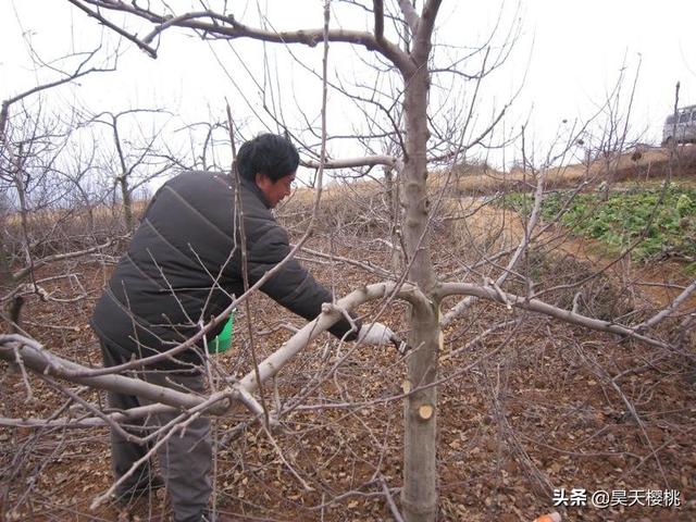 植物种植时间