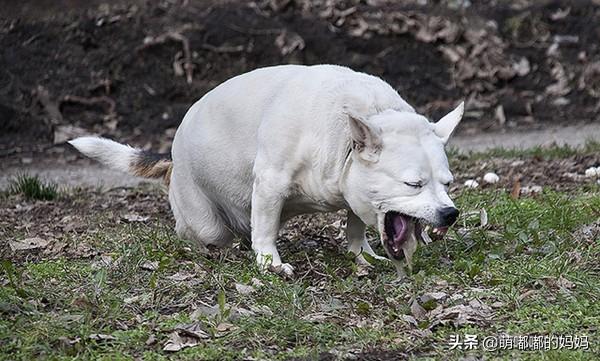 犬细小?犬细小病毒的症状!