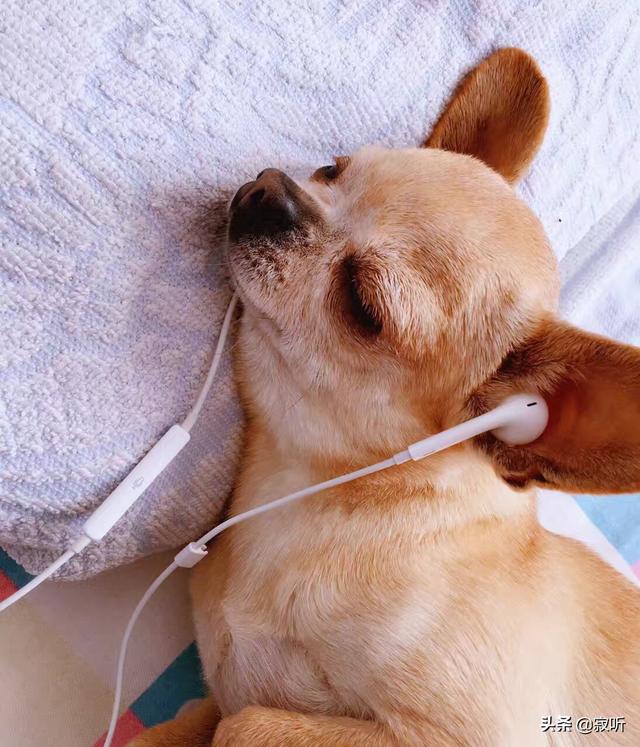 狗狗走几步一痛叫和不爱吃饭怎么办