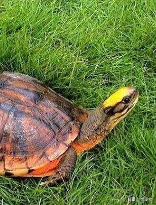 中华龟冬天该怎样养,第2张