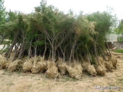 [多枝柽柳]多枝柽柳（红柳）的基本特性是什么？