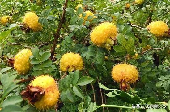 黄色的很硬的水果是什么(图5)
